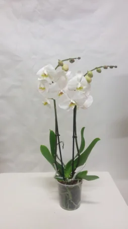 Orchidée Blanche 2 Tiges