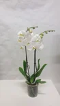 Orchidée Blanche 2 Tiges