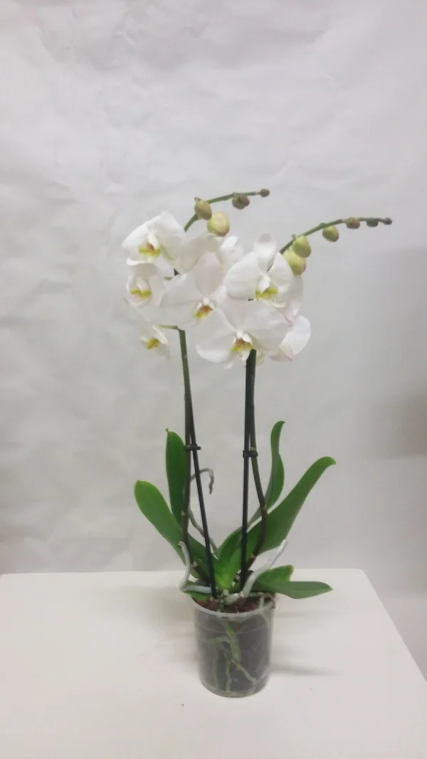 Orchidée Blanche 2 Tiges