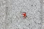 Lot De 8 Chevilles Et Vis Couleur Red Head, Diam.6 Mm X L.37 Mm