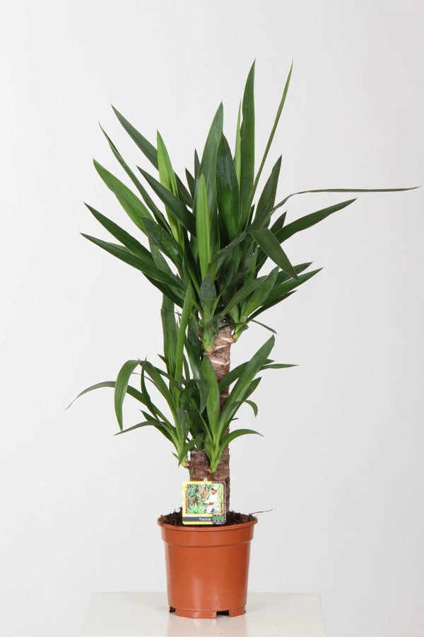 Yucca Hauteur À Maturité 130 Cm
