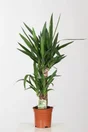 Yucca Hauteur À Maturité 130 Cm