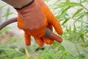 Gant pour les travaux de jardinage latex, taille 9 ROSTAING
