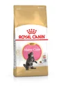 Croquette  chat Maine Coon Kitten 2Kg ROYAL CANIN