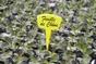 Lot De 10 Étiquettes À Planter Jaune Nortene, H.15 Cm