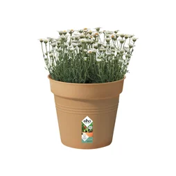 Pot Polypropylène Pot Elho Diam.30 X H.27.6 Cm Terre Cuite Doux