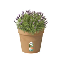 Pot Polypropylène Pot Elho Diam.35 X H.32.2 Cm Terre Cuite Doux