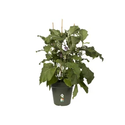 Pot Polypropylène Pot Elho Diam.30 X H.27.6 Cm Leaf Green
