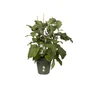 Pot Polypropylène Pot Elho Diam.24 X H.22.1 Cm Leaf Green