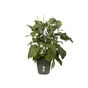 Pot Polypropylène Pot Elho Diam.24 X H.22.1 Cm Leaf Green