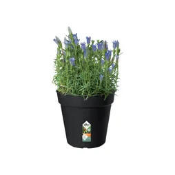 Pot Plastique Elho Diam.17 L.17 X L.17 X H.15.6 Cm Noir