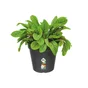 Pot Plastique Elho Diam.19 L.19 X L.19 X H.17.5 Cm Noir