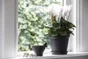 Pot Plastique Elho Diam.11 L.11 X L.11 X H.10.1 Cm Noir
