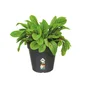 Pot Plastique Elho Diam.13 L.13 X L.13 X H.12 Cm Noir