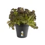Pot Plastique Elho Diam.15 L.15 X L.15 X H.13.8 Cm Noir
