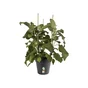 Pot Plastique Elho Diam.21 L.21 X L.21 X H.19.3 Cm Noir