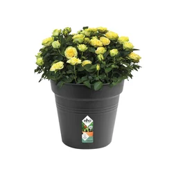 Pot Plastique Elho Diam.39.9 L.39.9 X L.39.9 X H.36.8 Cm Noir