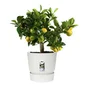 Pot Polypropylène Elho Greenville, Diam.29.5 X H.27.8 Cm, Blanc