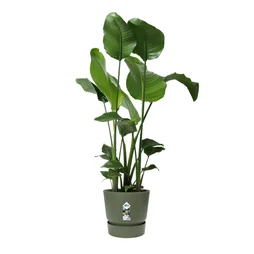 Pot Polypropylène Elho Greenville, Diam.29.5 X H.27.8 Cm, Leaf Green