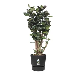 Pot Polypropylène Pot Elho Diam.24.48 X H.23.31 Cm Living Noir