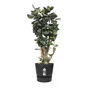 Pot Polypropylène Pot Elho Diam.24.48 X H.23.31 Cm Living Noir