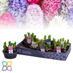 Jacinthe blanche, rose ou bleue avec pot assorti à la couleur de la fleur