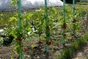 Tuteur Tomate Droit À Réserve D'Eau Nortene H.1.8 M