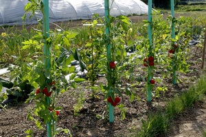 Tuteur Tomate Droit À Réserve D'Eau Nortene H.1.8 M