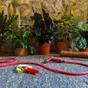 Tuyau extensible yoyo sous pression 30 m Voir les détails du produit