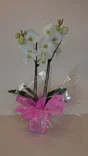 Phalaenopsis 2 Tiges Avec Pot Colerette, H.60 Cm, Diam.12 Cm