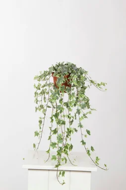 Lierre Hedera Panaché Pot De 13 Cm