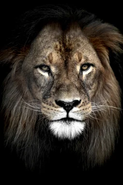 Plexiglass imprimé Lion ARTIS l.80 x H.120 cm