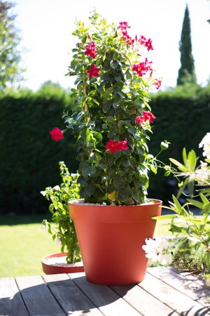 Pot Plastique Eda Diam.48 L.48 X H.40 Cm Rouge Rubis