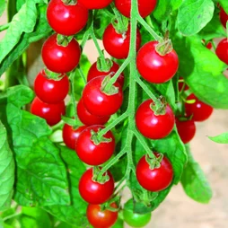 Tomates cerise sweet 100 p10.5