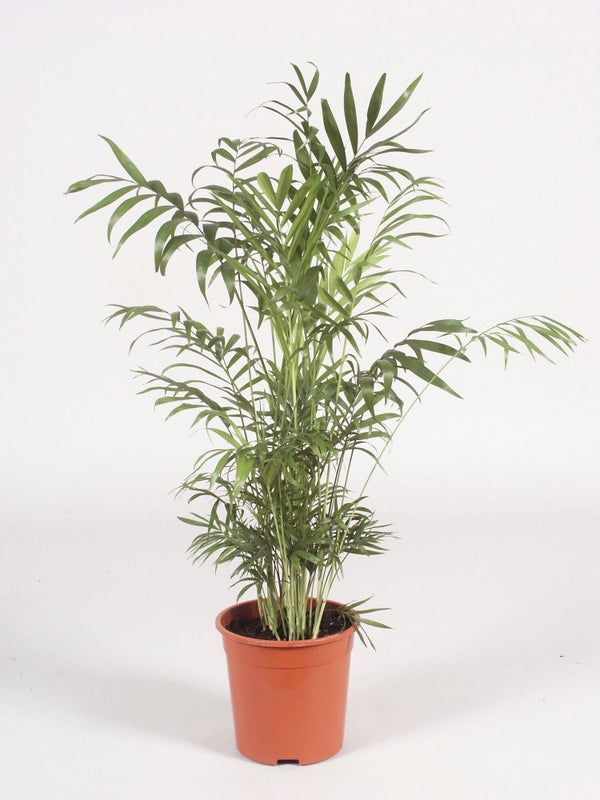 Palmier chamaedoree pot de ? 17cm hauteur a maturite 110 cm