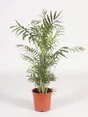 Palmier chamaedoree pot de ? 17cm hauteur a maturite 110 cm