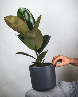 Sansevieria hauteur a maturite 110 cm