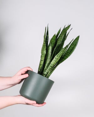 Sansevieria hauteur a maturite 110 cm