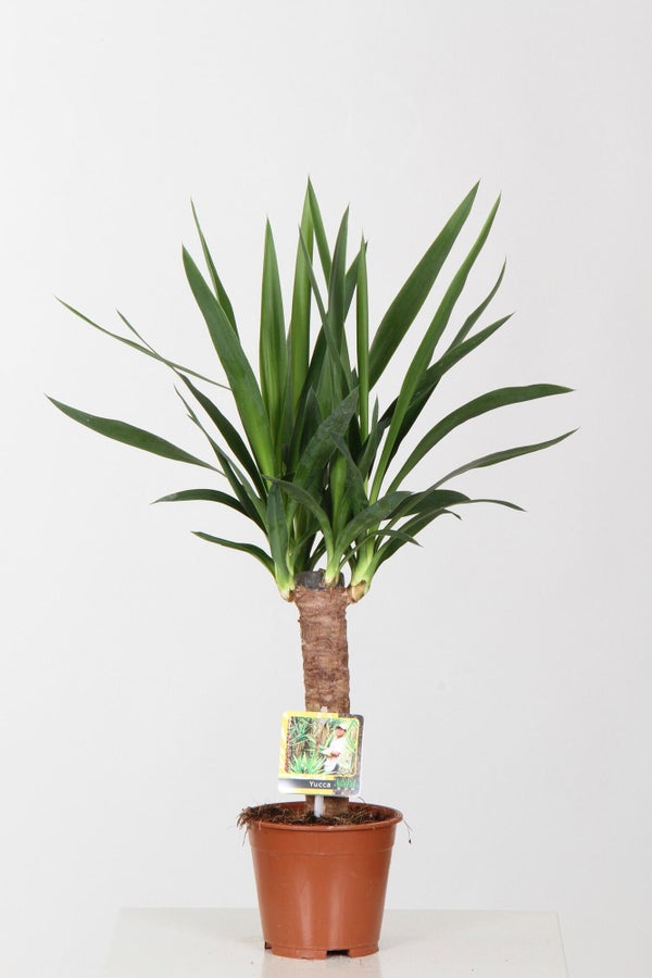 Yucca hauteur a maturite 90 cm