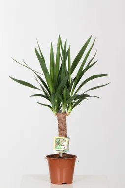 Yucca hauteur a maturite 90 cm