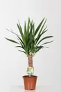 Yucca hauteur a maturite 90 cm