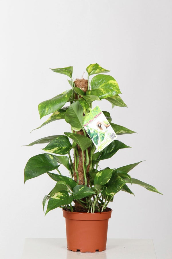 Scindapsus hauteur a maturite 70 cm
