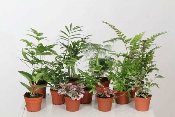 Mix de plantes hauteur a maturite 50 cm