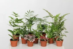 Mix de plantes hauteur a maturite 50 cm