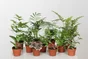 Mix de plantes hauteur a maturite 50 cm