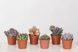 Plante succulente hauteur a maturite 40 cm
