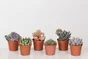Plante succulente hauteur a maturite 40 cm