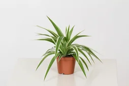 Chlorophytum hauteur à maturité 30 cm