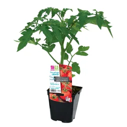 Tomates premio f1 pot de 10.5