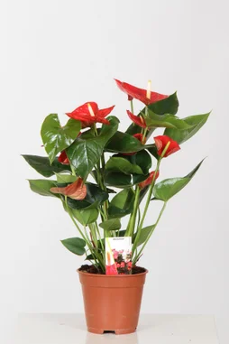 Anthurium hauteur à maturité 75 cm